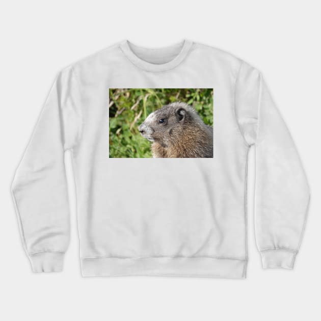 Young hoary marmot Crewneck Sweatshirt by SDym Photography